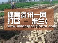 种植基地七(图1)
